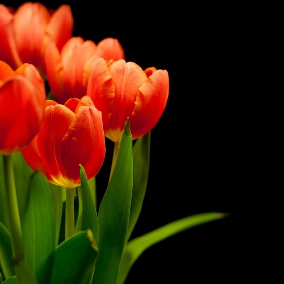 Meet your Posher, Sue - Picture 2 of 3